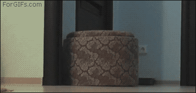 gatos-dominando-mundo-32.gif