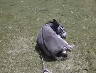 FlippantSpiritedChimpanzee-small.gif