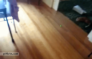 1298051465_cat-laser-bowling.gif