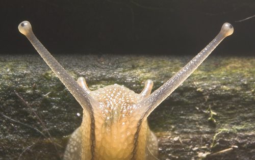 snailhed.jpg