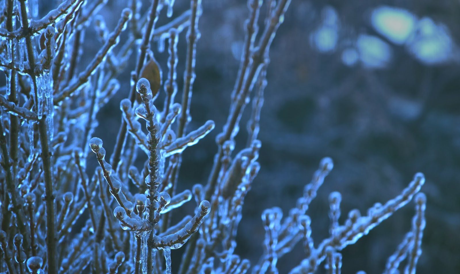 December+Ice+Storm+2013_3.jpg