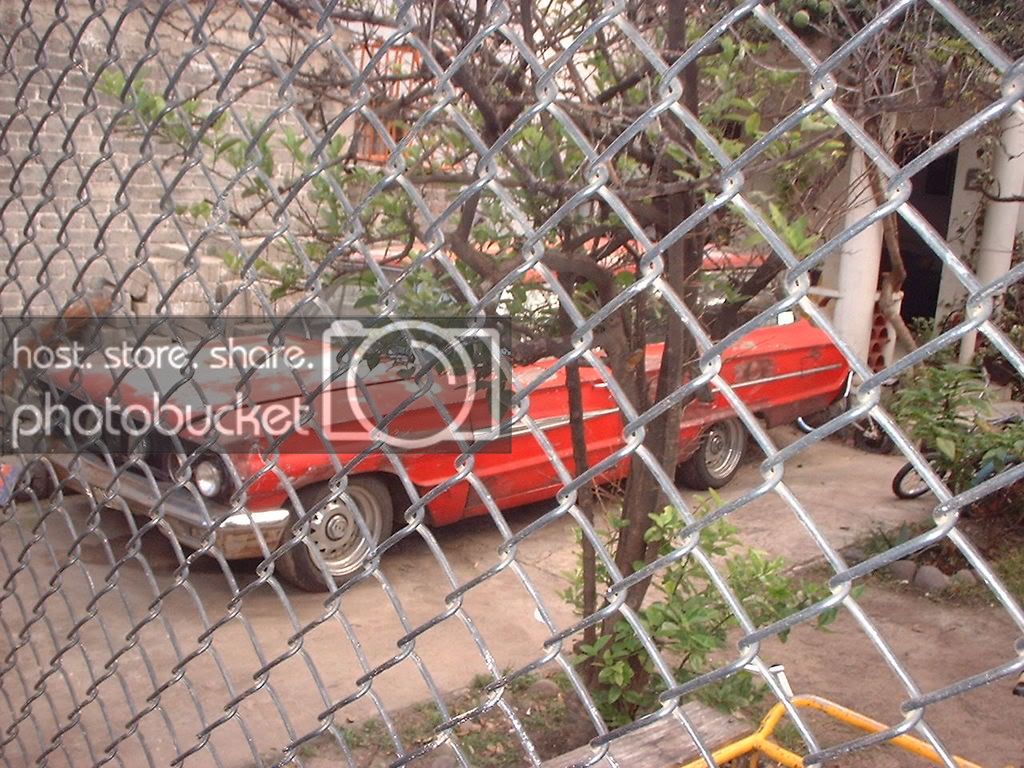 stang034.jpg