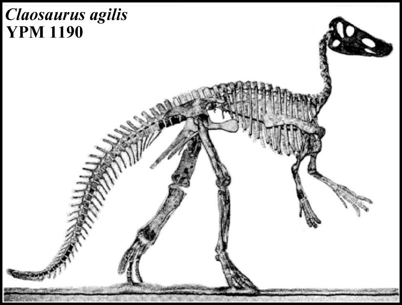 ypm1190.jpg