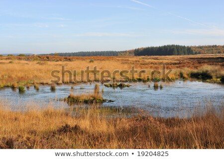 stock-photo-swamp-in-the-hautes-fagnes-or-high-fens-a-moorland-area-in-east-belgium-between-the-ardennes-and-19204825.jpg