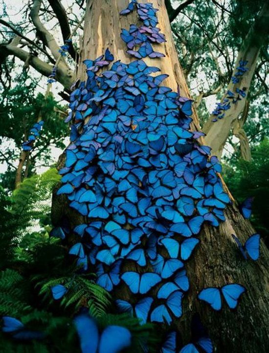 blue-butterfly.jpg