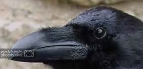 raven-1.jpg
