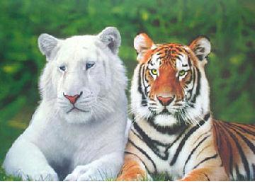 albino-tigers-b.jpg