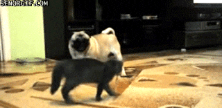 pGsOr.gif