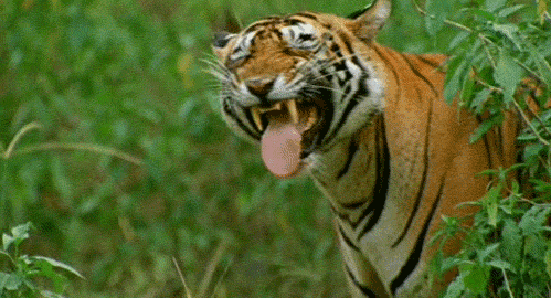 gif-movie.gif