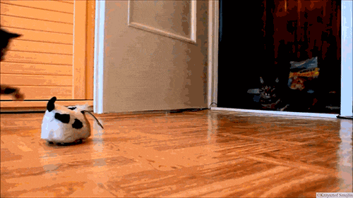 03-daily-gifdump-87.gif