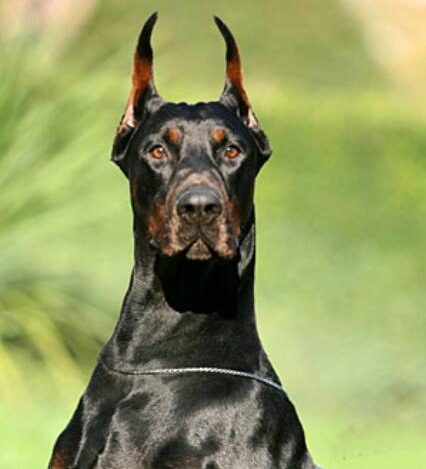 Dobermann1.jpg