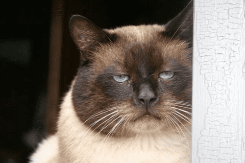 unimpressed-cat.png