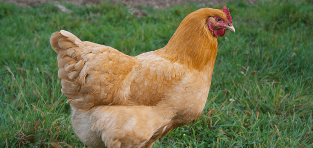 Buff-Orpington-Chicken-Breeds.png