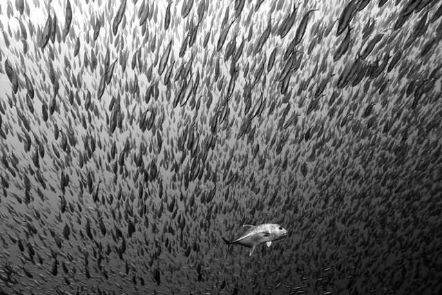 Predation-up-close-and-personal-640.jpg