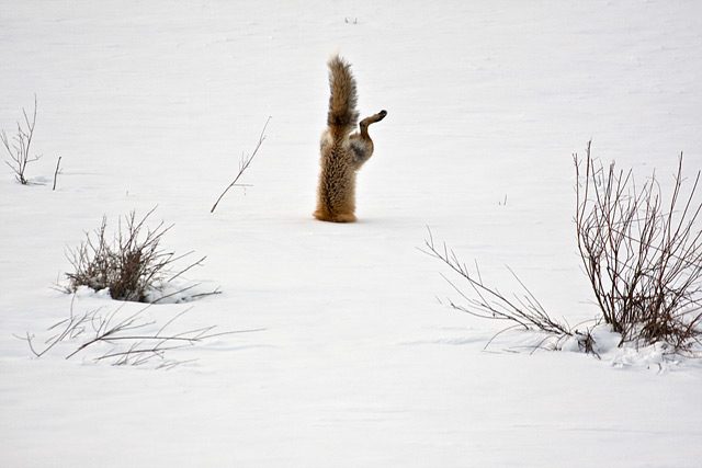 Red-Fox-catching-mouse-under-snow-640.jpg
