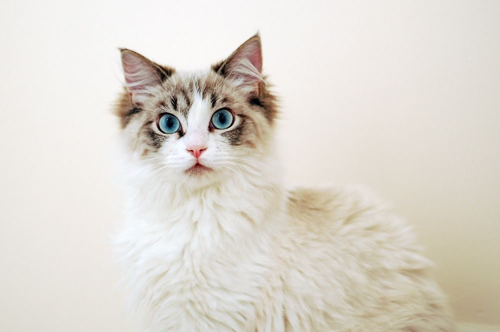 kitten1g.jpg
