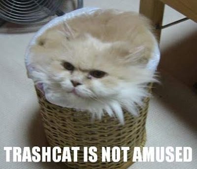 LOL%2BCats.jpg