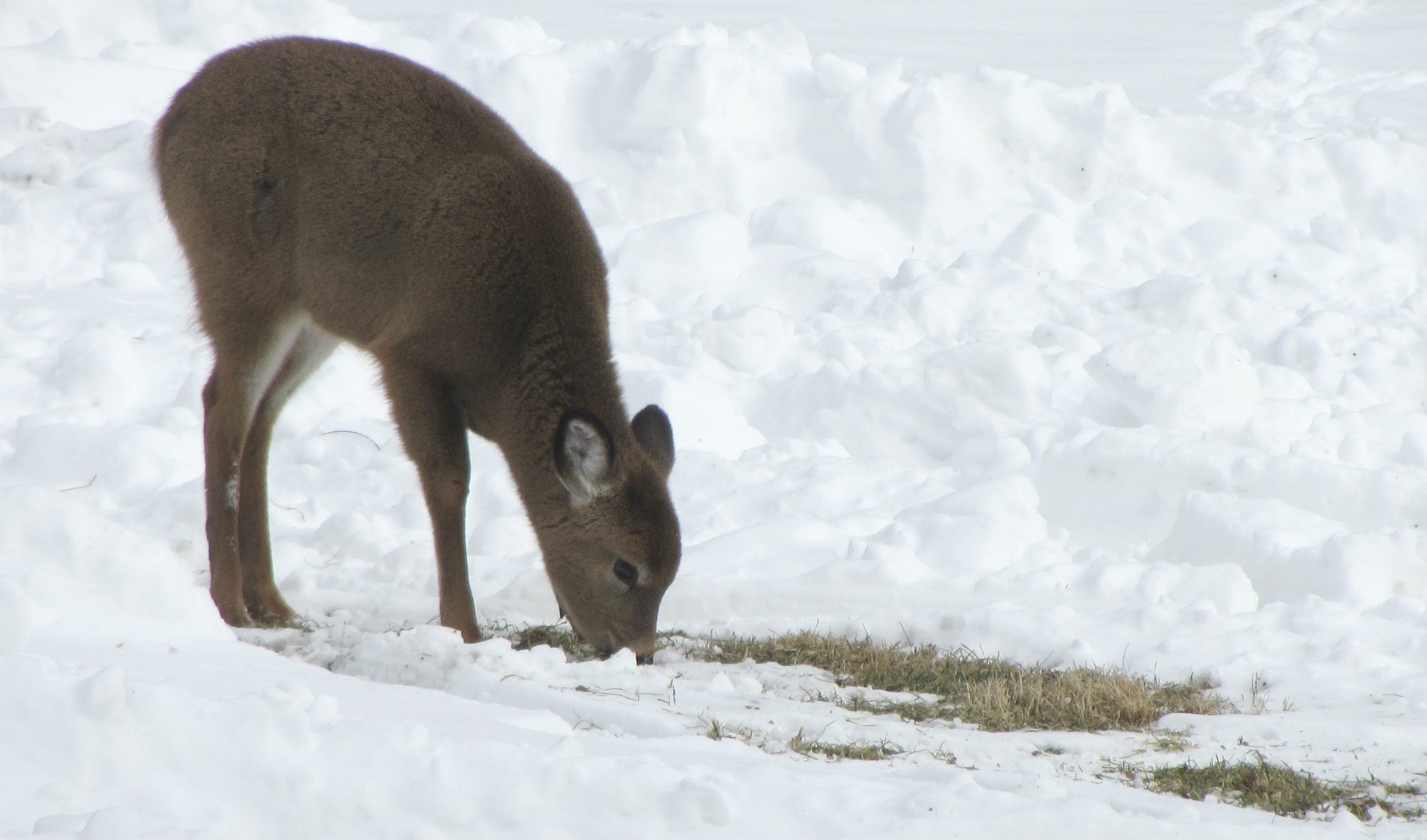 deer6.jpg