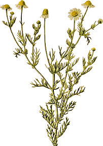 chamomile.gif