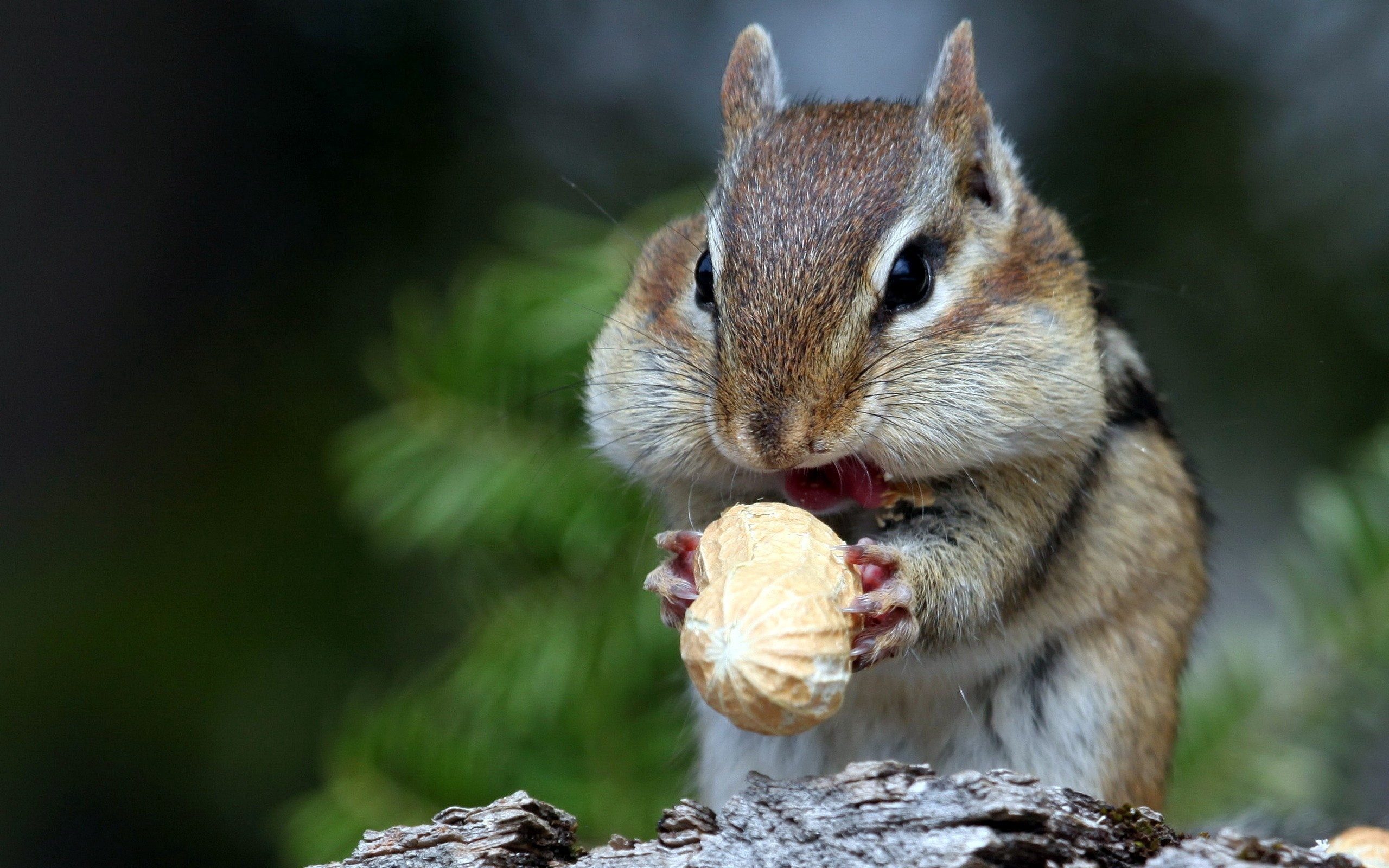 squirrel_nuts_food_face_44828_2560x1600.jpg