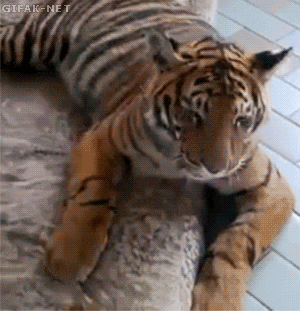 VBoriMz.gif