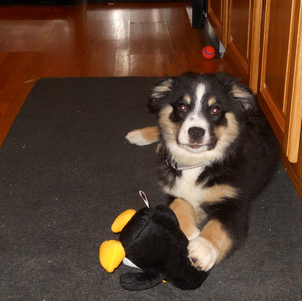 puppy_linux1.jpg