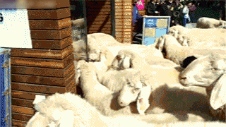 Apple+Store_ba01a3_4114754.gif