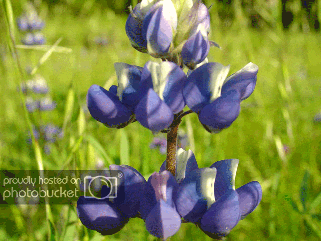 DSC02385.gif
