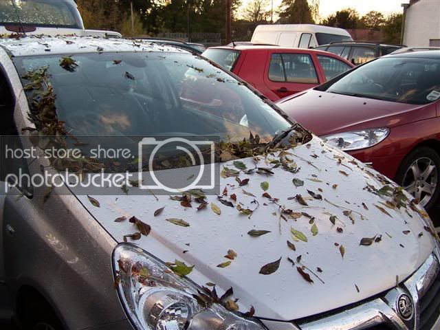 AutumnRing.jpg