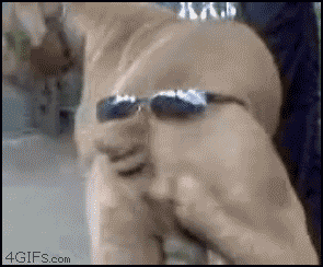 dog_sunglasses.gif