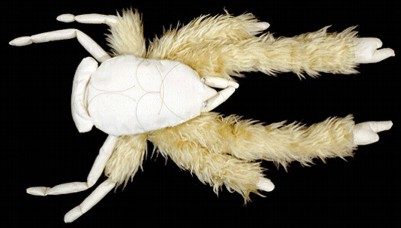 stuffedkiwa.jpg