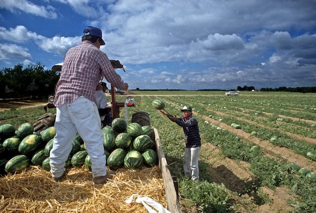 watermellon-harvest.jpg