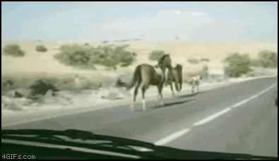 ST9U9.gif