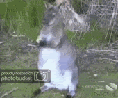 1174669855373.gif