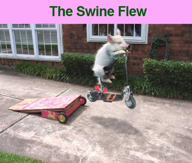 the_swine_flew2.jpeg