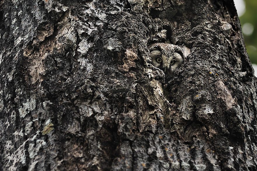 owl-camouflage-a-16.jpg