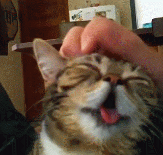 16.gif