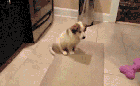 zulJ2KZ.gif