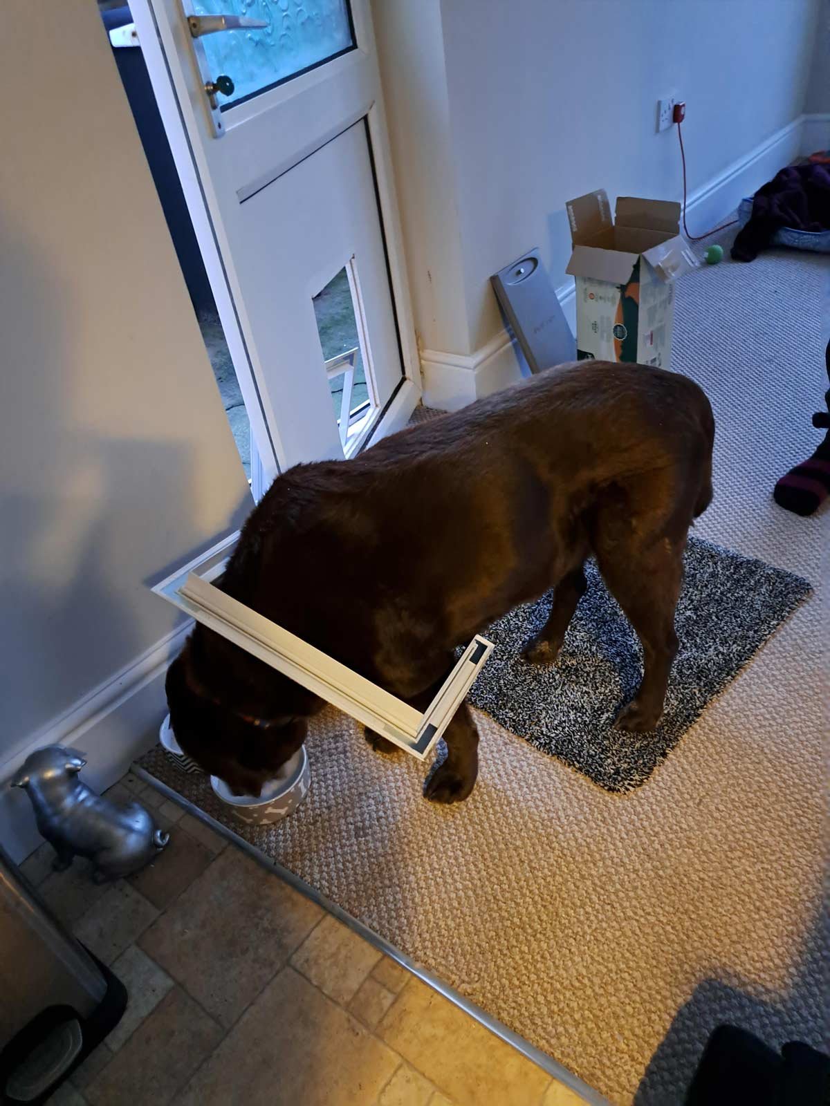 dog-door.jpg
