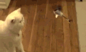 ic73o2.gif