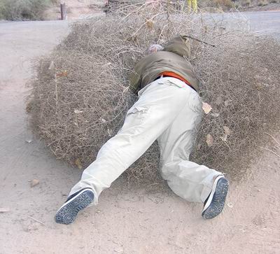 Tumbleweed-image.jpg