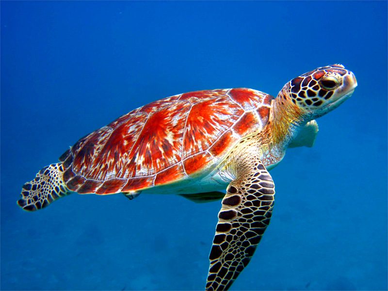sea_turtle_800_600.jpg