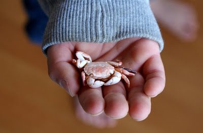 Tiny+crab.jpg