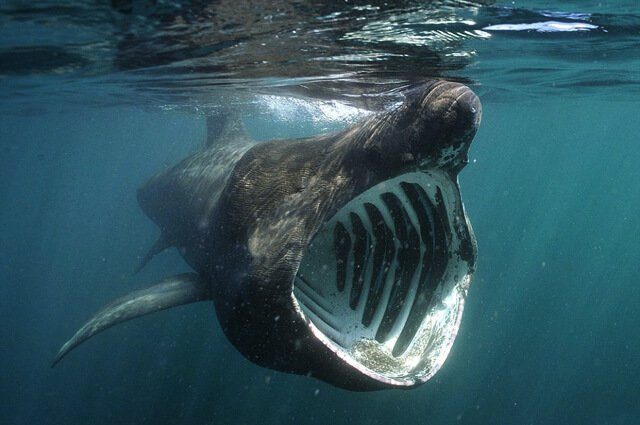 Basking-Shark-3-640x425.jpg