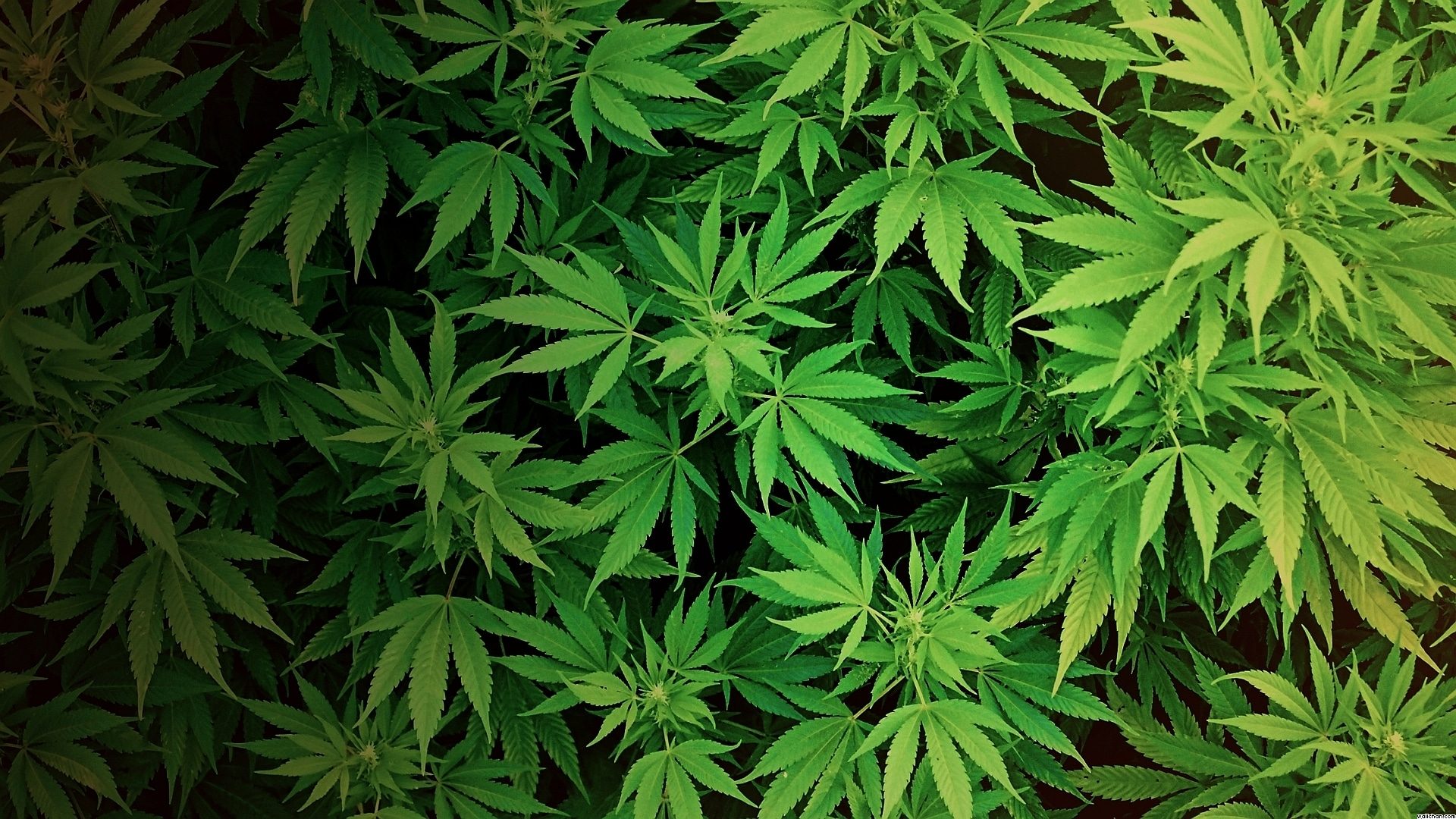 weed-wallpaper-65.jpg