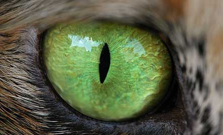 cat-eye-closeup.jpg