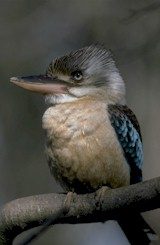 kookaburra.jpg