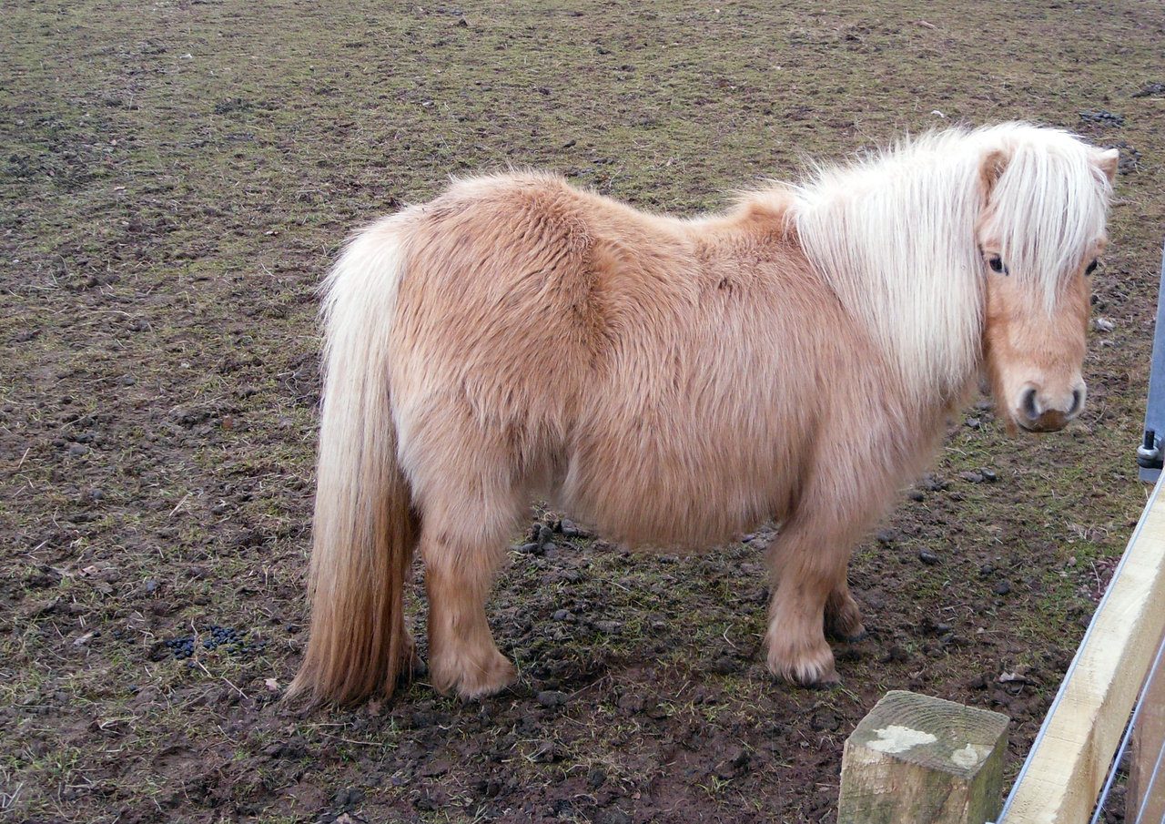 shetland_pony_stock_1_by_meta_stock-d38p7fn.jpg