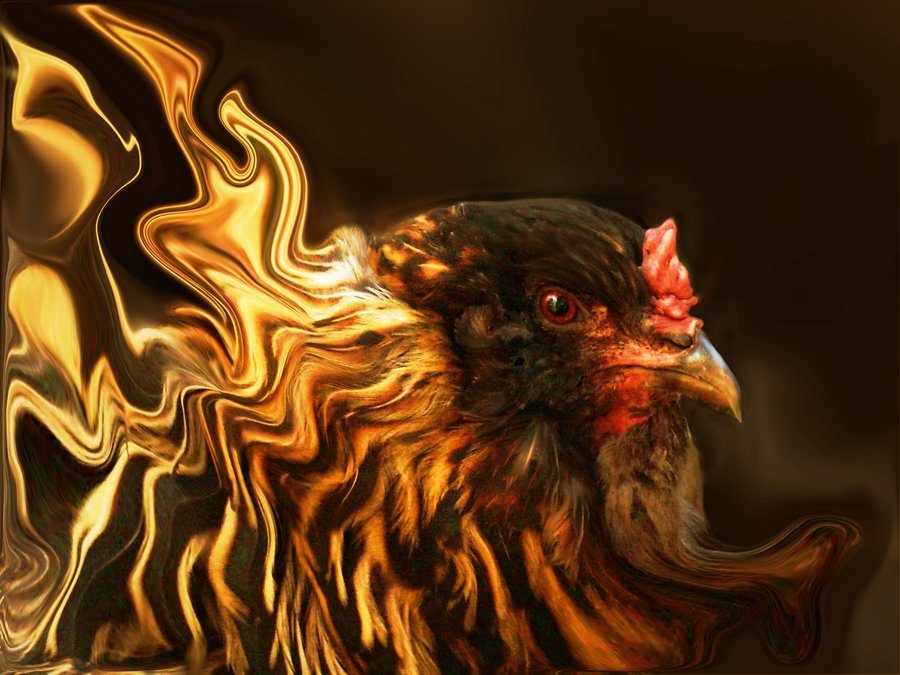 fire_chicken_of_the_bohemians_by_etvoluptas-d47erc0.jpg