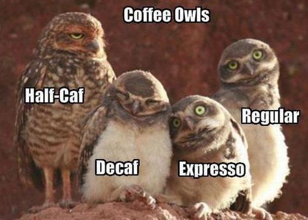 funny-pictures-coffee-owls.jpg